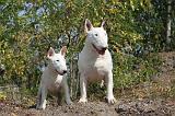 BULL TERRIER 034